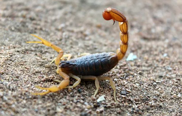 Los bebés escorpión comen a la madre