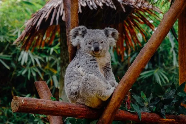 ¿Cómo se llama un grupo de koalas?