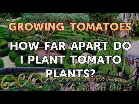 ¿A qué distancia sembrar tomates?