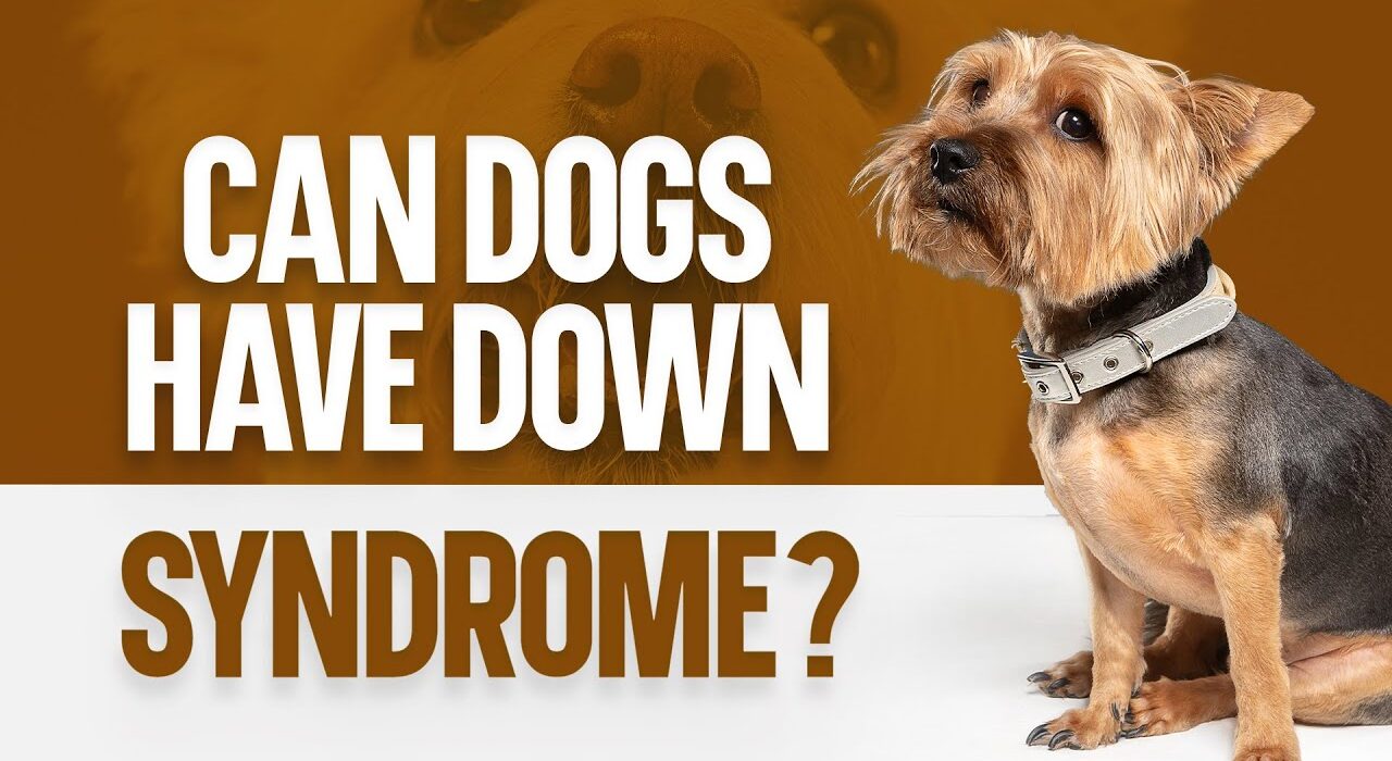 Síndrome de Down en perros