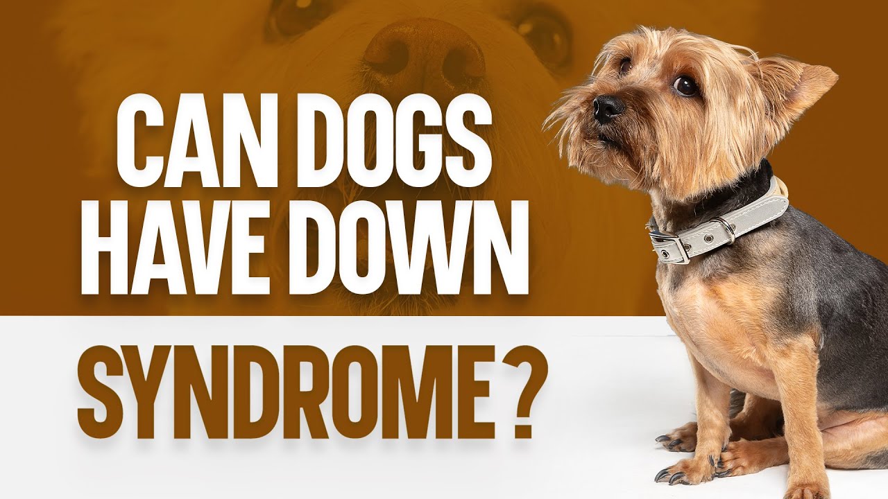 Síndrome de Down en perros - Cómo discutir